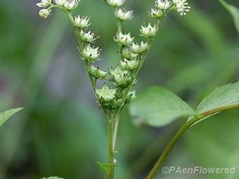 Flowers and fruit